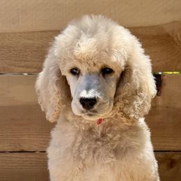 Lions  mane - Cream male Poodle puppy in Arroyo Grande, California from Ever So Clever Poodles