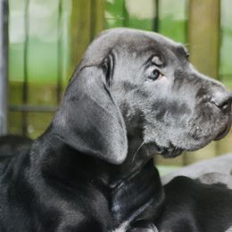 Great Dane Puppies from YK Great Danes