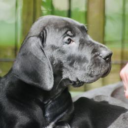 Great Dane Puppies from YK Great Danes