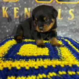 B3 - Black and mahogany male Rottweiler puppy in Grand Rapids, Michigan from Rott-Squad Kennels