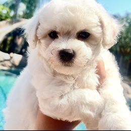 No color - White male Bichon Frise puppy in Lake Elsinore, California from Amber's Bichon Frise and Poodles