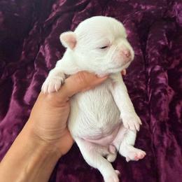 Obby - White male Chihuahua puppy in Millville, New Jersey from M’s Chihuahuas