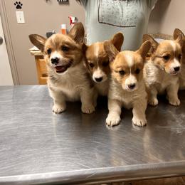 Pembroke Welsh Corgi Puppies from Shells’ Corgis