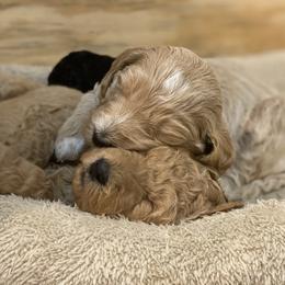 Goldendoodle Puppies from Null Doodles