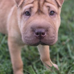 Dumpling - Apricot dilute female Chinese Shar-Pei puppy in Salem, Ohio from WrinkleMonsters
