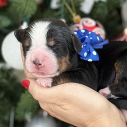 Drake - Tri-color male Bernese Mountain Dog puppy in Yuciapa, California from AlltheDoodlez_