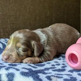 Girl 2 - Dapple female Dachshund puppy in Tennessee Colony, Texas from Hairy Wieners