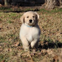 Golden Retriever Puppies from Golden Barnes Kennel