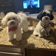 Shichon All Grown Up from Loving Paws Teddy Bear Patch