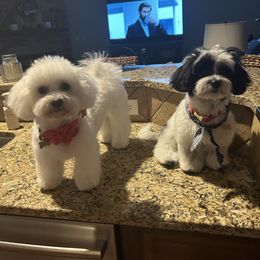 Shichon All Grown Up from Loving Paws Teddy Bear Patch