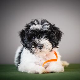 Orange - Parti male Schnoodle puppy in Caldwell, Idaho from Boise Doodle Co.