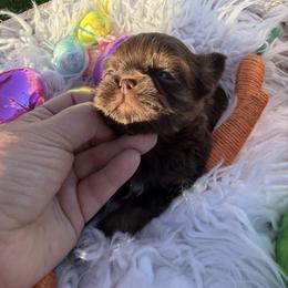Lady Godiva - Chocolate female Shih Tzu puppy in Coolidge, Arizona from Shih Tzu’s  ‘N’ Love