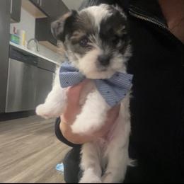 Cinnamon roll - Black and white male Shihpoo puppy in Denver, Colorado from Angel babies