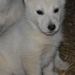 Siberian Husky Puppies from Temno Siberians