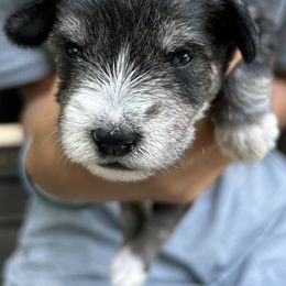 Dash - Salt and pepper male Miniature Schnauzer puppy in Frankford, Delaware from Miniature Schnauzers of Delmarva