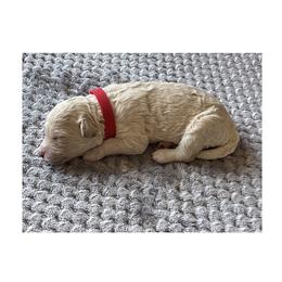 Girl 7- Red - Apricot female Goldendoodle puppy in Ankeny, Iowa from Iowadoodles2love