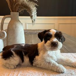 Damon - Parti male Miniature Schnauzer puppy in Daphne, Alabama from Bearded Besties of Alabama