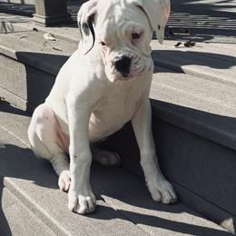 Boxer All Grown Up from Rorschach Boxers