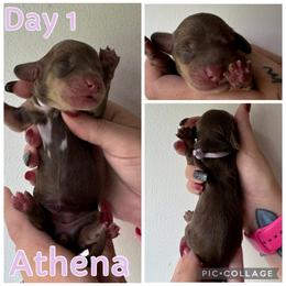 Athena - Chocolate and cream female Dachshund puppy in Michigan from M.H.P Dachshunds