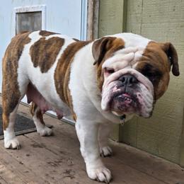 Bulldog puppies from Red Cloud Australian Shepherds and DeGray Great Danes & Bulldogs