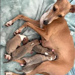 Italian Greyhound puppies from Woofford Italian Greyhounds