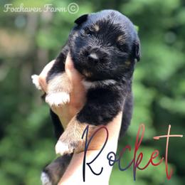 Rocket - Black tri-color male Australian Shepherd puppy in Tallapoosa, Georgia from Foxhaven Farms Aussies