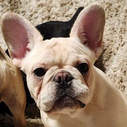 Lola - French Bulldog