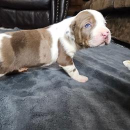 Cooper NALC - Red merle male Catahoula Leopard Dog puppy in Doerun, Georgia from Twig & Tail Puppies