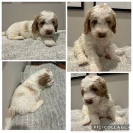Cream and Red Parti Boy - Parti male Goldendoodle puppy in Lancaster, South Carolina from Silver Hill Farm SC
