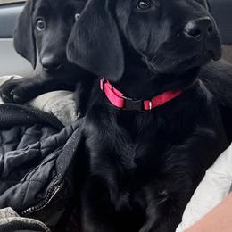 Labrador Retriever Puppies from Fetchmoore’s Labrador Retrievers