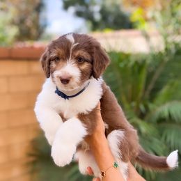 Aussiedoodle, Bernedoodle, Goldendoodle, and Poodle Puppies from Teddy Doodles & Standard Poodles