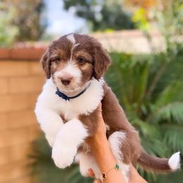 Aussiedoodle, Bernedoodle, Goldendoodle, and Poodle Puppies from Teddy Doodles & Standard Poodles