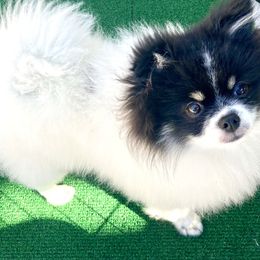 Bandit - Black parti male Pomeranian puppy in Sherman, Texas from Wynter Wonderland Poms