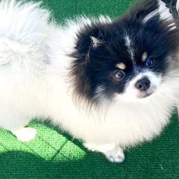 Bandit - Black parti male Pomeranian puppy in Sherman, Texas from Wynter Wonderland Poms