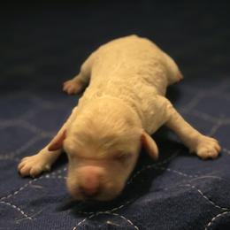 Summer - Cream female Goldendoodle puppy in Freedom, New York from Samantha's Goldendoodles