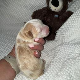 Red parti male - Parti male Miniature Schnauzer puppy in Forest, Virginia from Prestige Kennel LLC