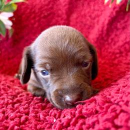 Girl - Chocolate female Dachshund puppy in Smoot, West Virginia from AMC Dachshunds