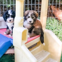 Bernedoodle Puppies from Blue Bell Bernedoodles