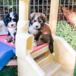 Bernedoodle Puppies from Blue Bell Bernedoodles