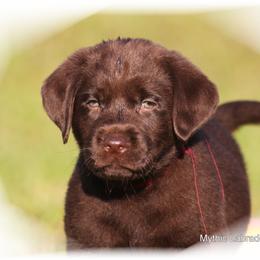 Labrador Retriever Puppies from Mythic Labradors, LLC