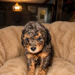 Boy 5 - Blue merle male Aussiedoodle puppy in Golden, Mississippi from Two Creeks Farm Poodles & Doodles