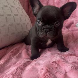 Macchiato - Black and white male French Bulldog puppy in Galt, California from The three little frenchies