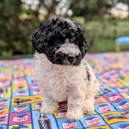 Cookies 'n Cream - Black and white female Bernedoodle puppy in Sparta, Missouri from Sis' Doodles & Poodles