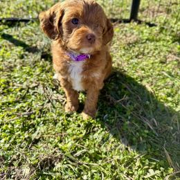 Goldendoodle Puppies from Duck River Goldendoodles