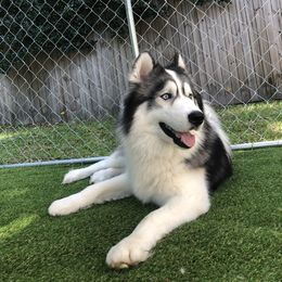 Kratos - Siberian Husky