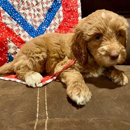 Hope (Red) - Apricot female Labradoodle puppy in Mechanicville, New York from Deuce's Doodles