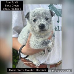 Girl 2 - Blue female Australian Cattle Dog puppy in Dillwyn, Virginia from Hardiman’s Howlin’ Hounds