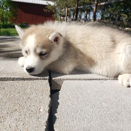 German Shepherd and Siberian Husky Puppies from Sininger Lagoon