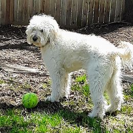 Abbey - Goldendoodle