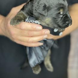 German Shepherd Puppies from Saylor Shepherds